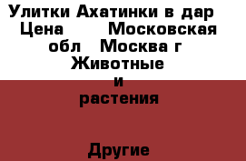 Улитки Ахатинки в дар › Цена ­ 1 - Московская обл., Москва г. Животные и растения » Другие животные   . Московская обл.,Москва г.